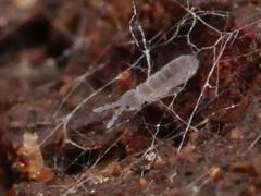 Vertagopus pseudocinereus