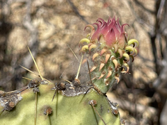 Opuntia caboensis