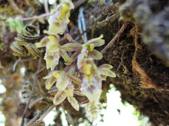 Leochilus oncidioides