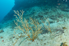 Subergorgia suberosa