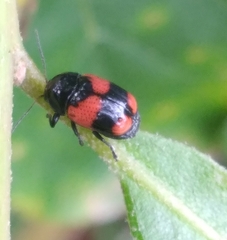 Cryptocephalus quadruplex