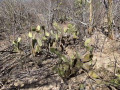 Opuntia caboensis