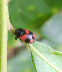 Cryptocephalus quadruplex