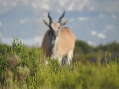 Tragelaphus