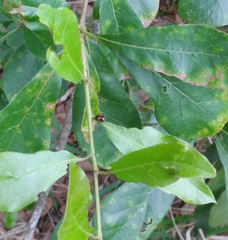 Cryptocephalus quadruplex