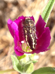 Acmaeodera retifera