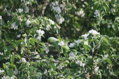 Psittacula krameri