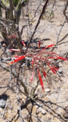 Fouquieria macdougalii