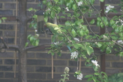 Psittacula krameri
