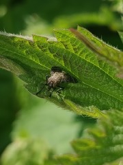 Platystoma seminationis