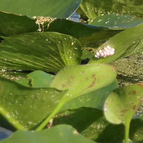 Pomacea paludosa image