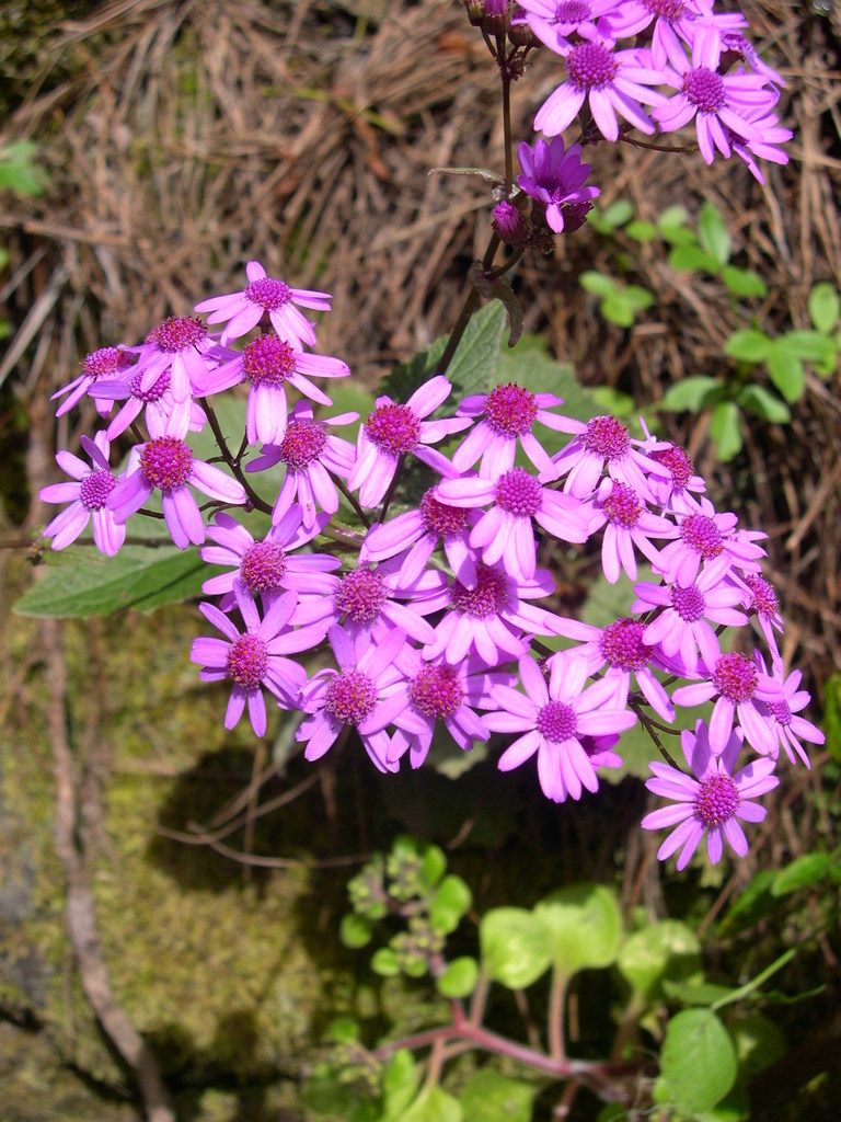 Florist's cineraria