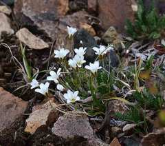 Arenaria norvegica