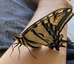 Papilio multicaudata