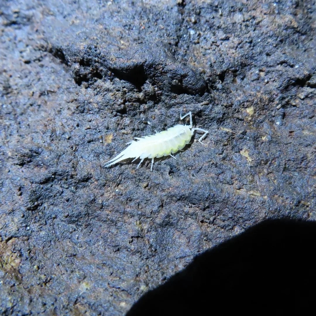 Titanethes albus