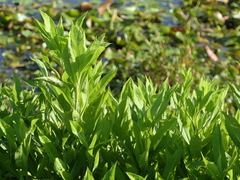 Symphyotrichum elliottii