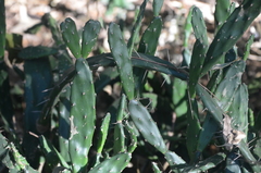 Opuntia anacantha