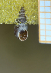 Chondrina avenacea