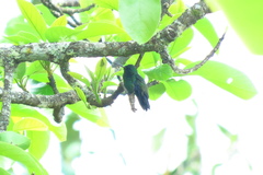 Saucerottia saucerottei