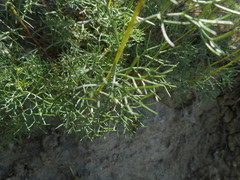 Artemisia alba