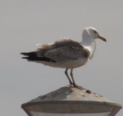 Larus argentatus