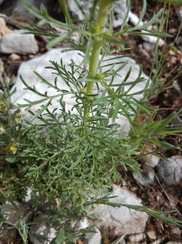 Image of Verbascum orientale by (c) Ben Costamagna, some rights reserved (CC BY)