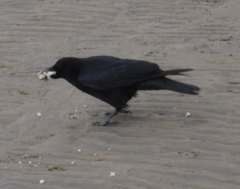 Corvus corone