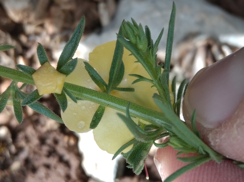 Image of Verbascum orientale by (c) Ben Costamagna, some rights reserved (CC BY)