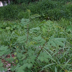 Fabaceae