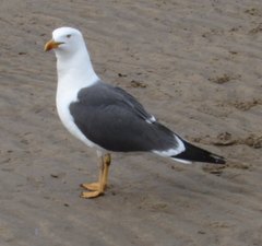 Larus fuscus