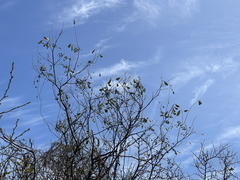 Erythrostemon pannosus