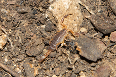 Pseudolychas ochraceus