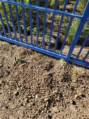 Otospermophilus beecheyi