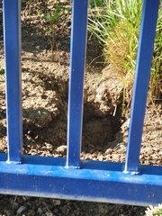 Otospermophilus beecheyi