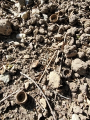 Otospermophilus beecheyi