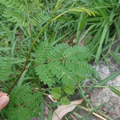 Fabaceae