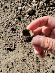 Otospermophilus beecheyi