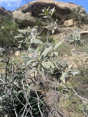 Eriodictyon crassifolium