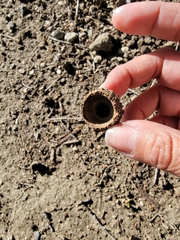 Otospermophilus beecheyi