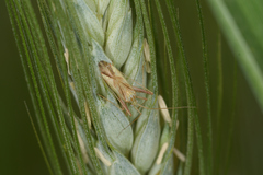 Phytocoris miridioides