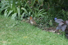 Erithacus rubecula