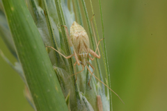 Phytocoris miridioides