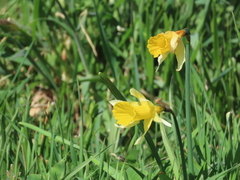 Narcissus nobilis