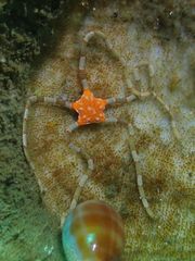 Cryptopelta longibrachialis
