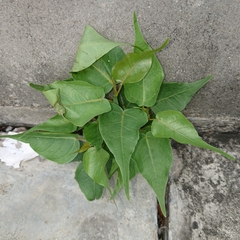 Ficus religiosa