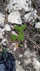 Callisia navicularis