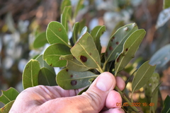 Austropuccinia psidii