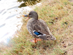 Anas platyrhynchos × undulata