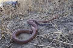 Masticophis flagellum piceus