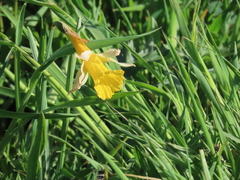 Narcissus nobilis